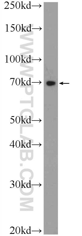 21185-1-AP;HEK-293 cells