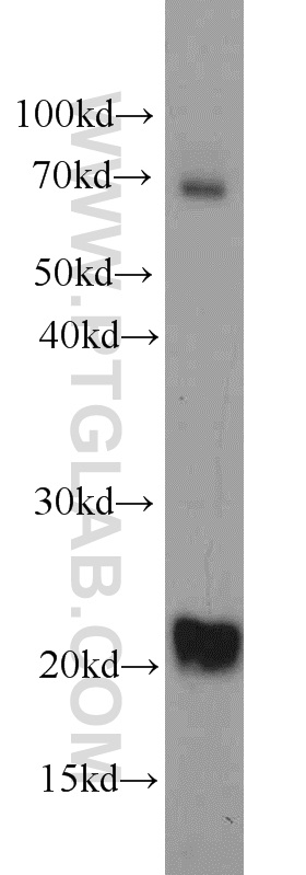 11752-1-AP;NIH/3T3 cells