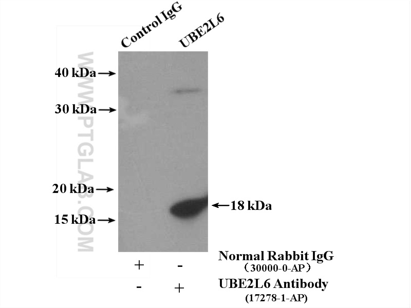 17278-1-AP;Jurkat cells