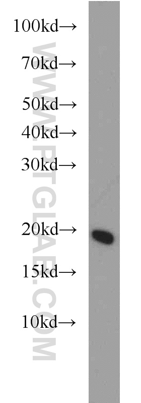 17278-1-AP;Jurkat cell