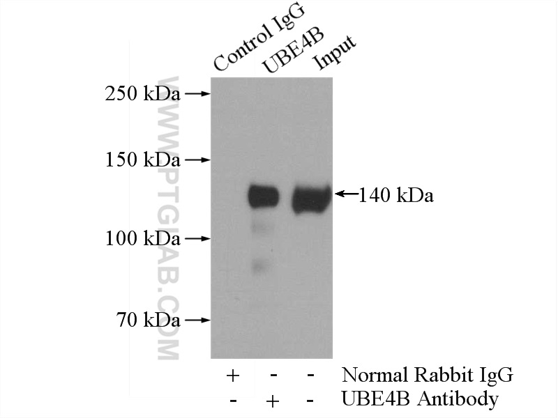 18148-1-AP;HeLa cells