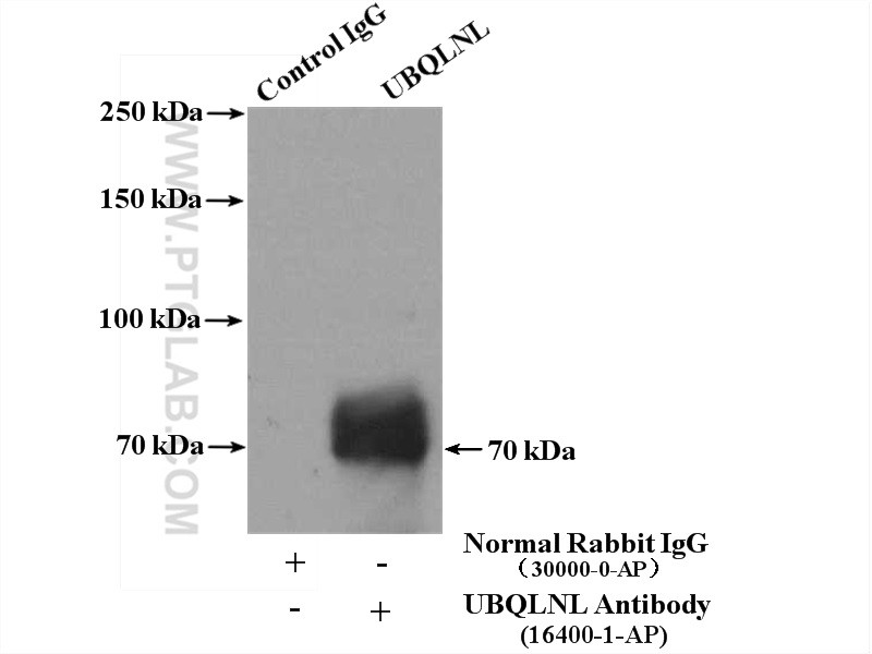 16400-1-AP;Jurkat cells