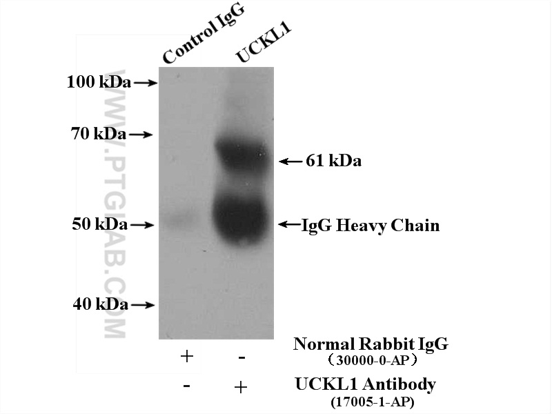 17005-1-AP;K-562 cells