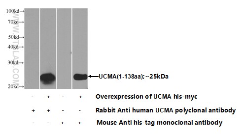 25503-1-AP;Transfected HEK-293 cells