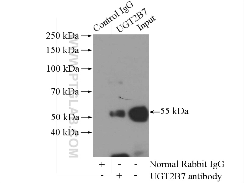 16661-1-AP;mouse liver tissue