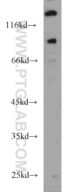 22068-1-AP;HeLa cell