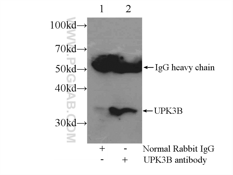 15709-1-AP;mouse testis tissue