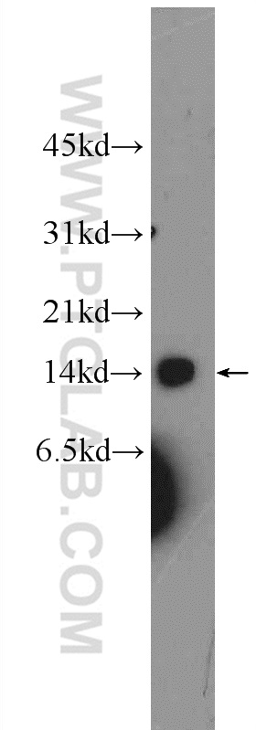 25781-1-AP;HEK-293 cells