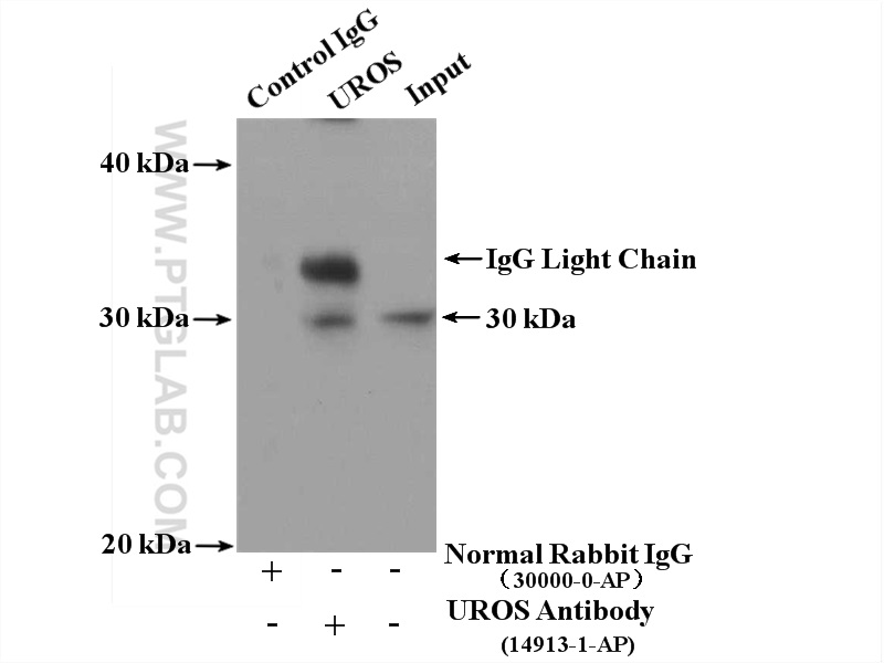 14913-1-AP;K-562 cells