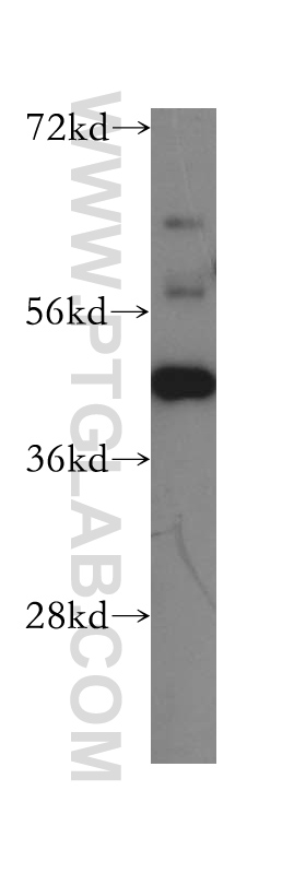 16614-1-AP;Jurkat cell