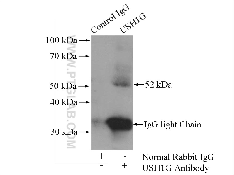 21936-1-AP;NIH/3T3 cells