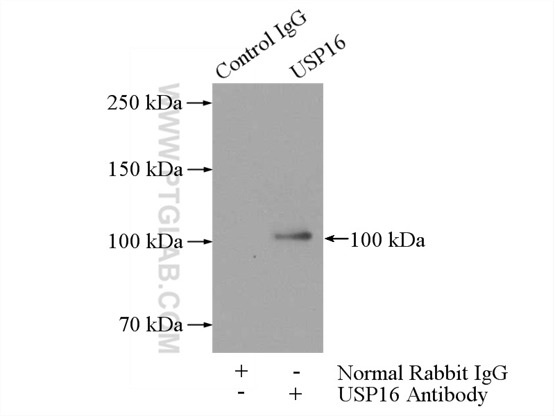 14055-1-AP;HeLa cells