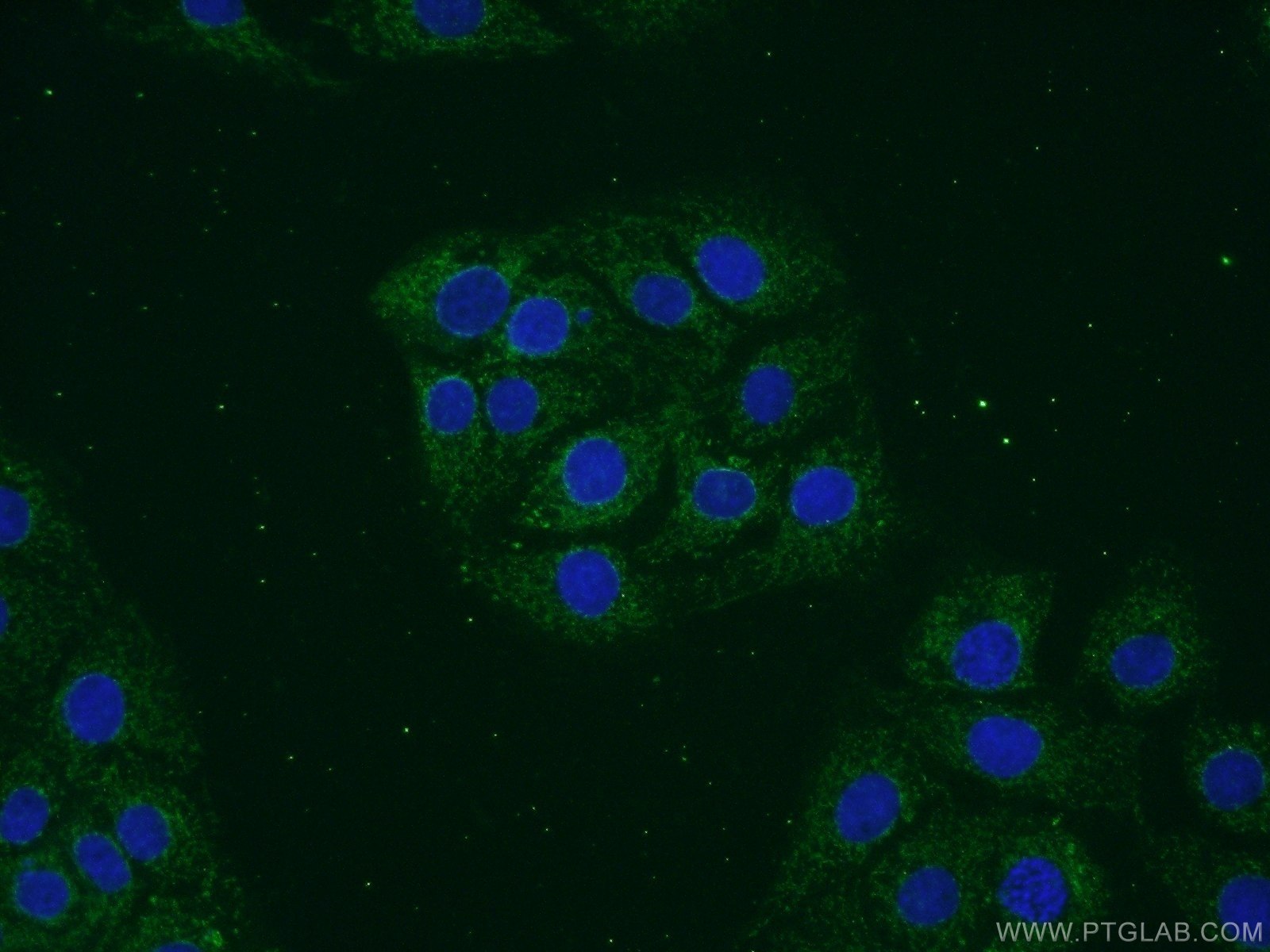 13115-1-AP;SH-SY5Y cells