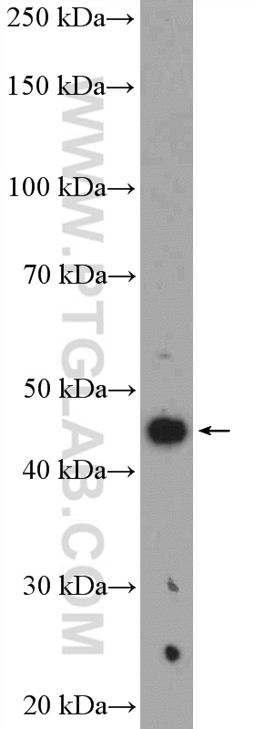 26157-1-AP;mouse brain tissue