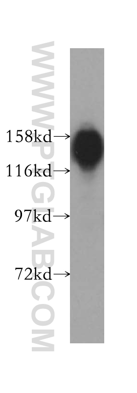 16370-1-AP;HL-60 cells