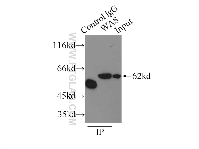 10987-1-AP;Raji cells