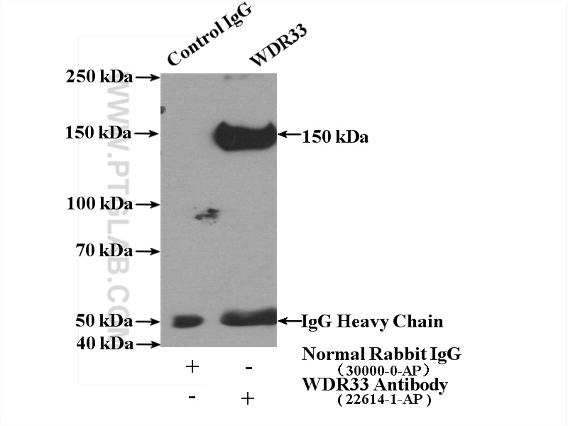 22614-1-AP;HeLa cells