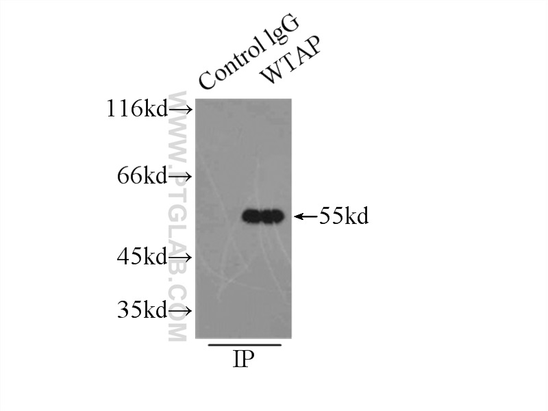 10200-1-AP;HEK-293 cells