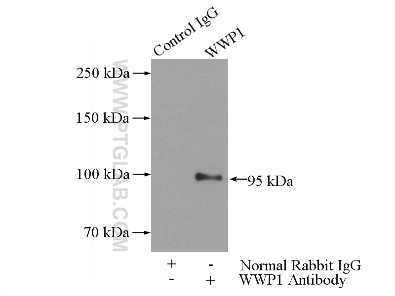 13587-1-AP;PC-3 cells