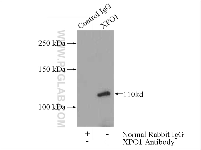 12915-1-AP;HeLa cells