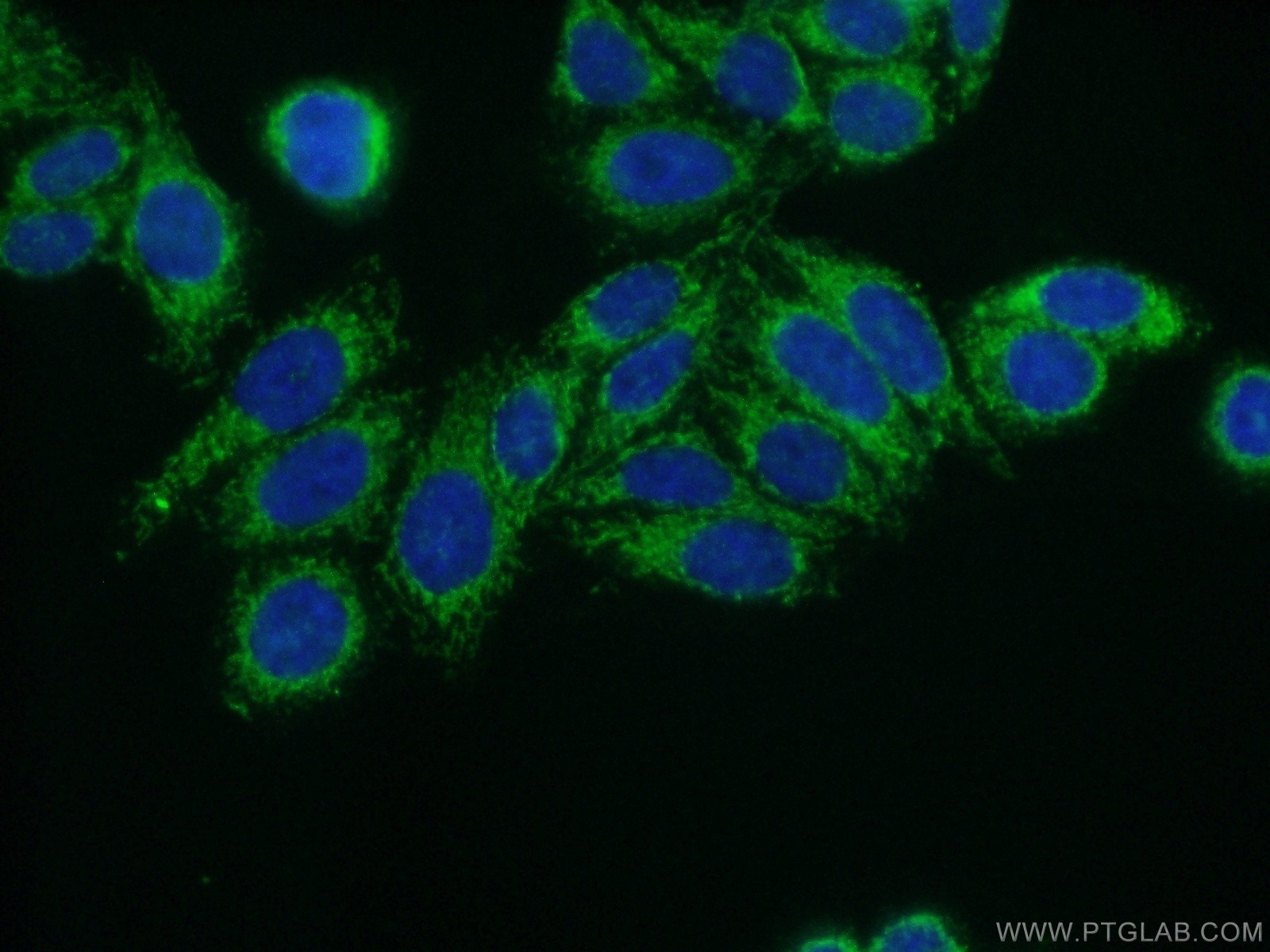 17150-1-AP;HepG2 cells