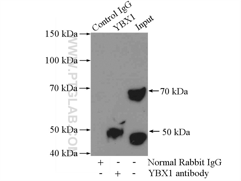 20339-1-AP;Jurkat cells