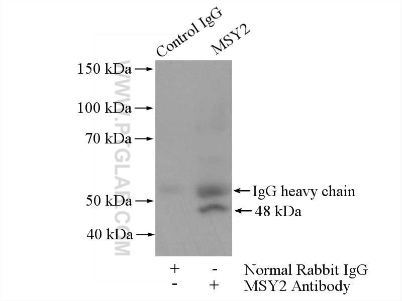 13538-1-AP;PC-3 cells