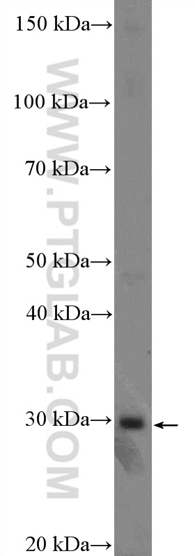 26295-1-AP;BxPC-3 cells