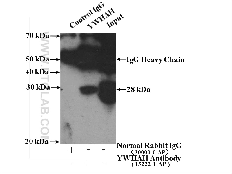 15222-1-AP;NIH/3T3 cells