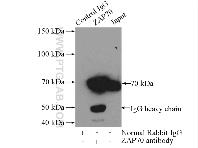 15592-1-AP;Jurkat cells