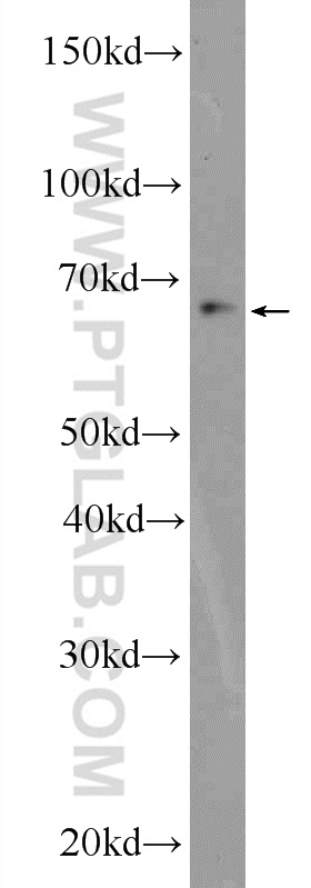 25455-1-AP;RAW 264.7 cells