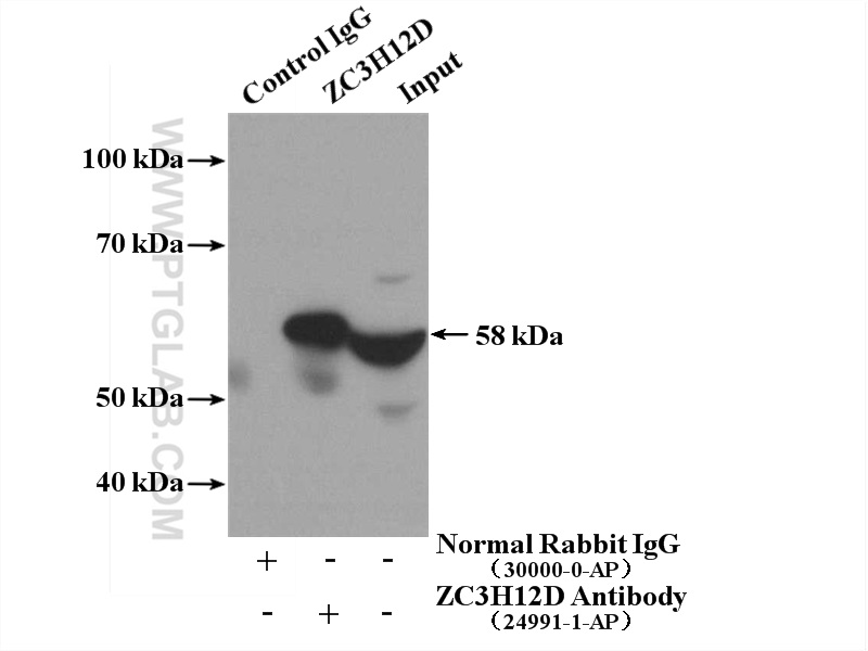 24991-1-AP;Raji cells