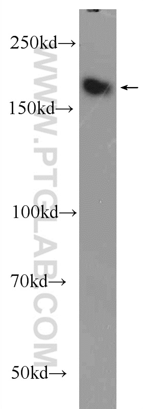 25196-1-AP;PC-3 cells