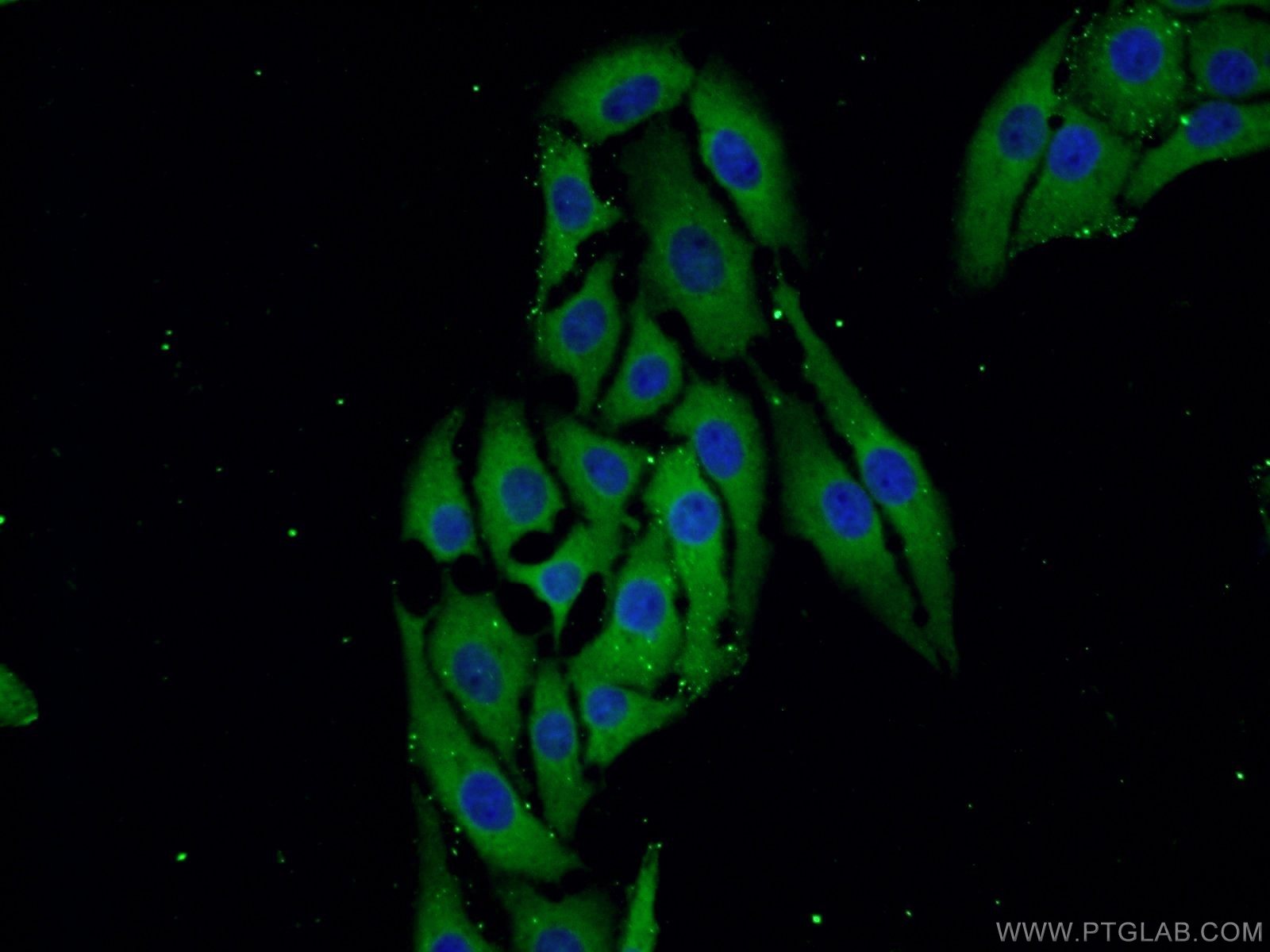 24046-1-AP;SH-SY5Y cells