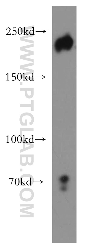 21544-1-AP;MCF7 cell