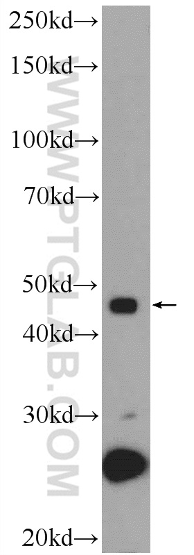 25481-1-AP;U-937 cells