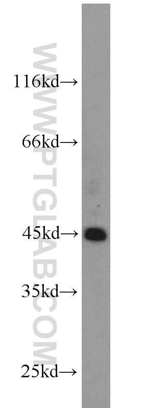 21922-1-AP;HeLa cell