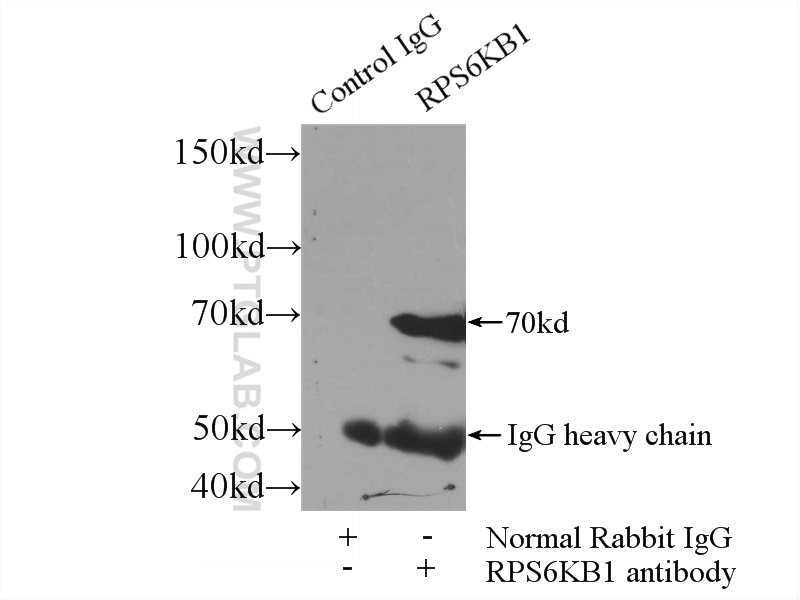 14485-1-AP;HeLa cells