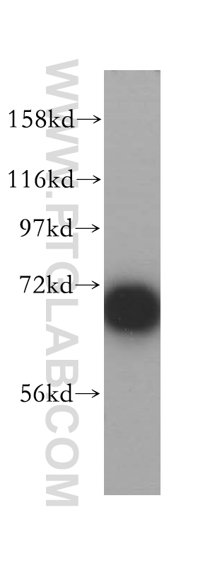 14485-1-AP;HeLa cells