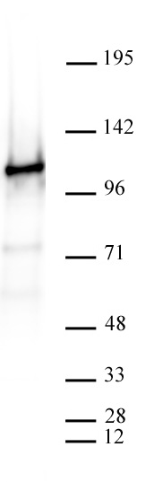 AbFlex CTCF antibody (rAb) tested by Western blot. 20 ug of HeLa cell nuclear extract was run on SDS-PAGE and probed with AbFlex CTCF antibody at 0.2 ug/ml.