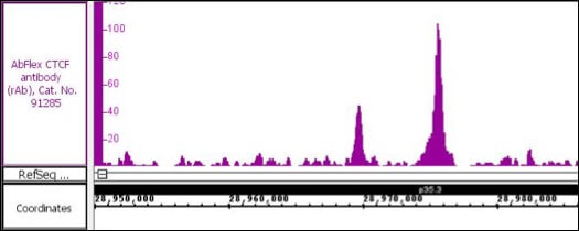 AbFlex CTCF recombinant antibody (rAb) tested by CUT&Tag CUT&Tag was performed using 250,000 K562 cells and sequenced using 38 base-pair, paired-end reads on the Illumina NextSeq 500/550. Data was collected from 21 million reads, and CTCF data is shown for Chromosome 1.
