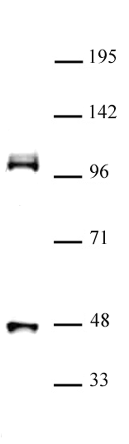 CUL4B (pAb) tested by Western blot. Detection of CUL4B by Western blot analysis. Nuclear extract of MCF-7 cells (20 ug) was probed with CUL4B (pAb) at a 1:500 dilution.