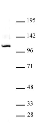 GLI1 antibody (pAb) tested by Western blot. Nuclear extract of Raji cells (20 ug) probed with GLI1 antibody (pAb) at a dilution of 1:1,000.