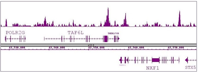 Oct-4 antibody (pAb) tested by ChIP-Seq. ChIP was performed using the ChIP-IT High Sensitivity Kit (Cat. No. 53040) with 30 ug of chromatin from undifferentiated hESC cells and 7 ul of antibody. ChIP DNA was sequenced on the Illumina HiSeq and11 million sequence tags were mapped to identify Oct-4 binding sites. The image shows binding across a region of chromosome 11. You can view the complete data set in the UCSC Genome Browser, starting at this specific location, here.