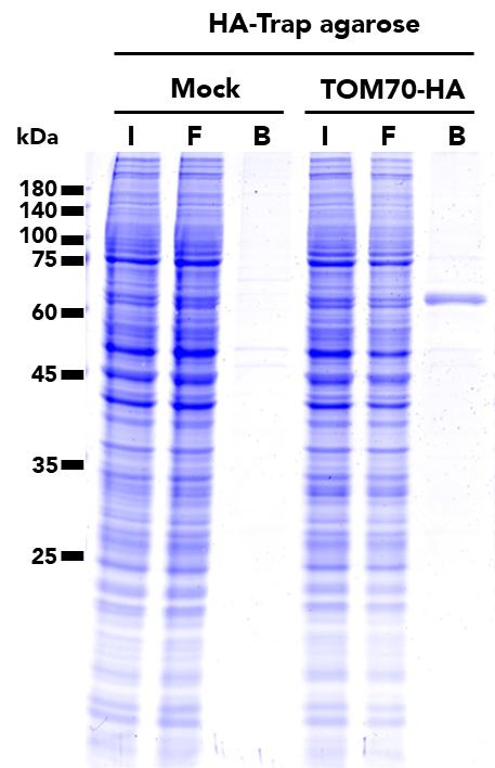 The HA-Trap Agarose Kit was used to immunoprecipitate TOM70-HA fusion protein from either untransfected (mock) HEK293T cells or HEK293T cell transfected with full-length TOM70-HA construct. SDS-PAGE analysis was done on samples from the Input (I), Flow-through (F), Bound (B) fractions.