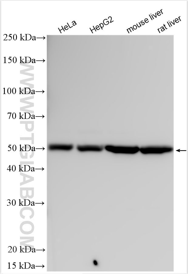 Various lysates were subjected to SDS PAGE followed by western blot with 14676-1-AP (ATP5A1 antibody) at dilution of 1:20000 incubated at room temperature for 1.5 hours.