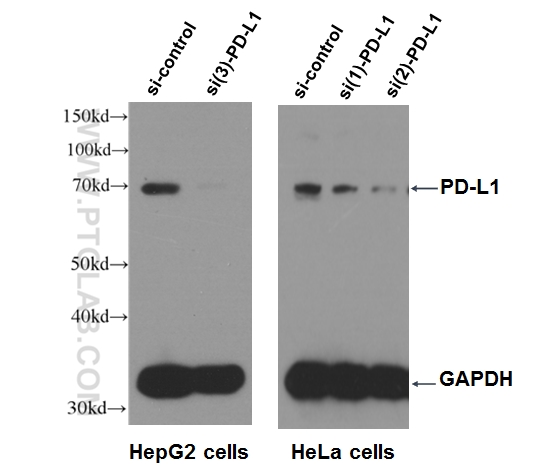 WB result of PD-L1 antibody (17952-1-AP, 1:500) with si-Control and si-PD-L1 transfected HepG2 and HeLa cells with 3 separate constructs