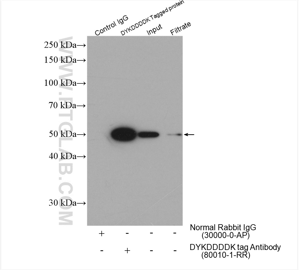 Dykddddk Antibody 1 Rr Proteintech