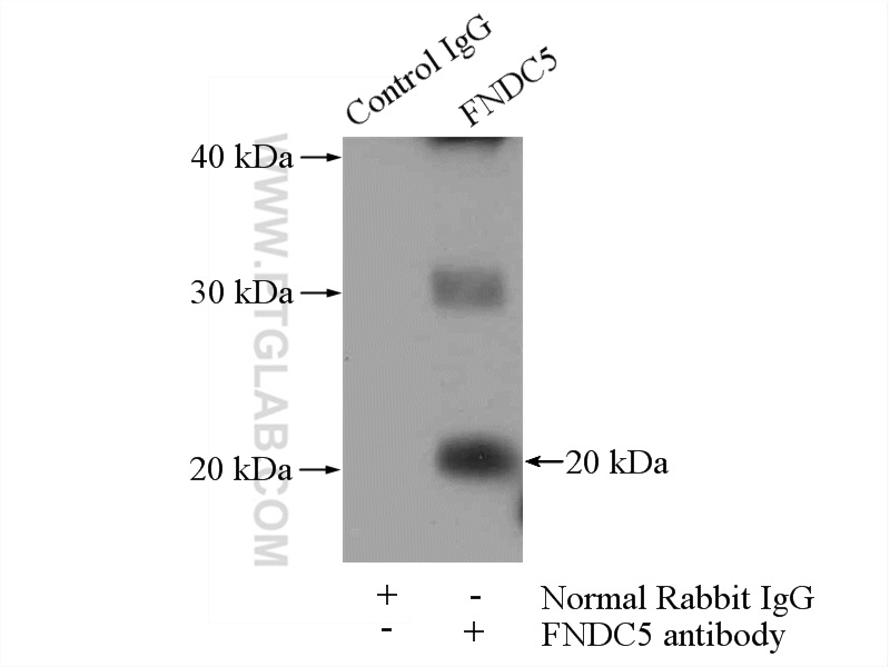 Fndc5 Antibody 1 Ap Proteintech