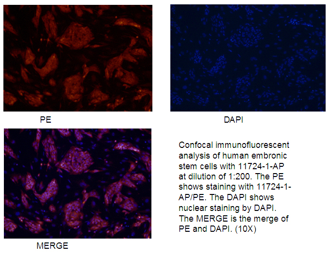 Confocal IF analysis of human embryonic stem cells with 11724-1-AP at a dilution of 1:400. The PE shows staining with 11724-1-AP/PE. The DAPI shows nuclear staining by DAPI. The MERGE is the merge of PE and DAPI (20x)